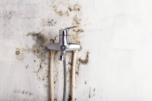 Best Commercial Mold Removal  in Xtang, PA