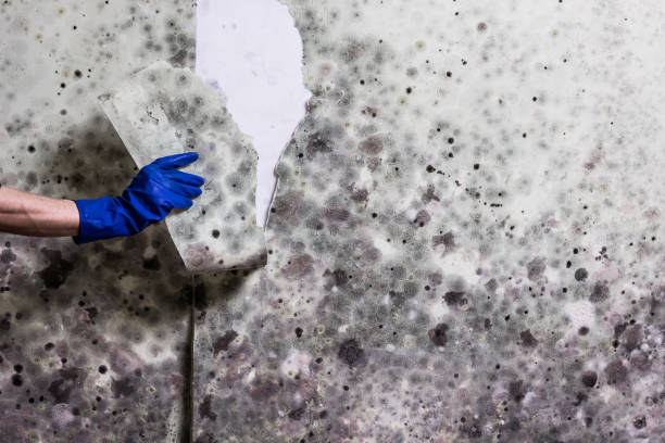 Mold Removal Process in Paxtang, PA